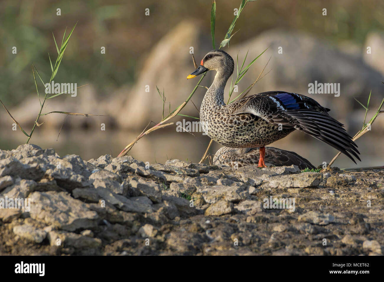 Indische Spot-Billed Ente männlich (Anas Poecilorhyncha) Stretching, Gujarat, Indien. Stockfoto