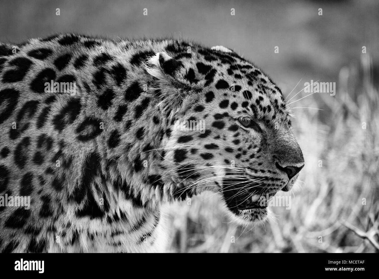 Leopard Kopf Nahaufnahme In Schwarz Und Weiss Stockfotografie Alamy