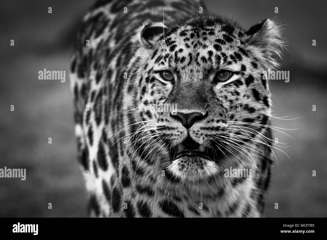 Leopard ganz nah in Schwarz & Weiß Stockfoto