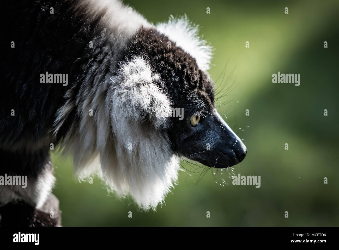 Lemur mit Sonne hinter Kopf nach vorne starrte Stockfoto