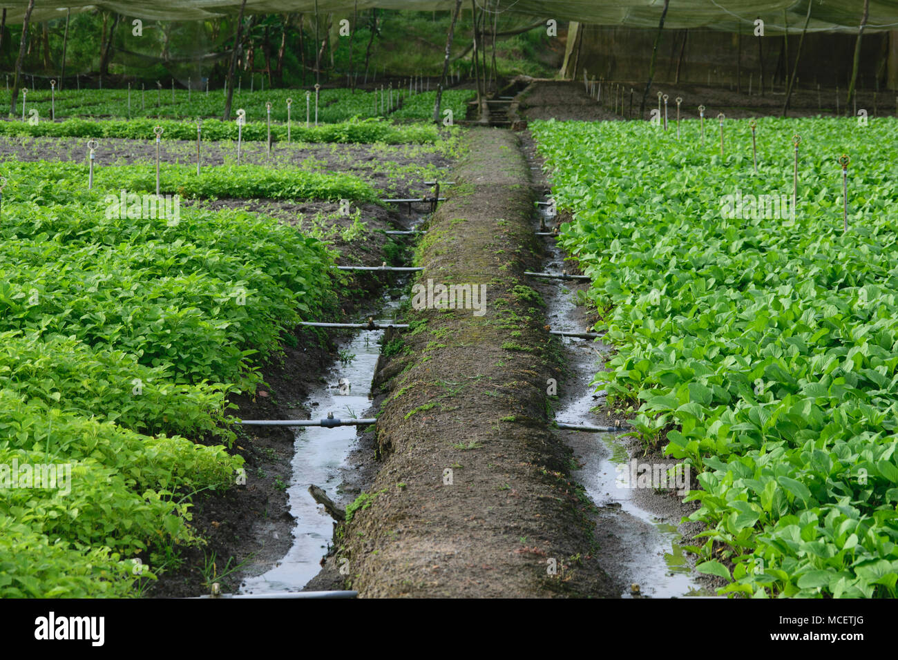 Frisches Gemüse Plantage in Wacopek, Bintan Island - Indonesien Stockfoto