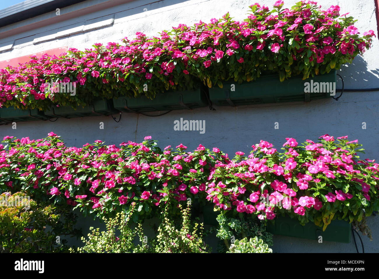 Petunia Blumen auf einem Display Wall in Melbourne, Australien Stockfoto