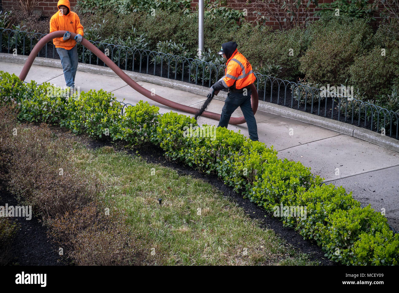 Arbeitnehmer Pumpe Mulch in die Pflanzungen am Eingang zu einem Wohnhaus in Chelsea in New York am Dienstag, 10. April 2018. (© Richard B. Levine) Stockfoto