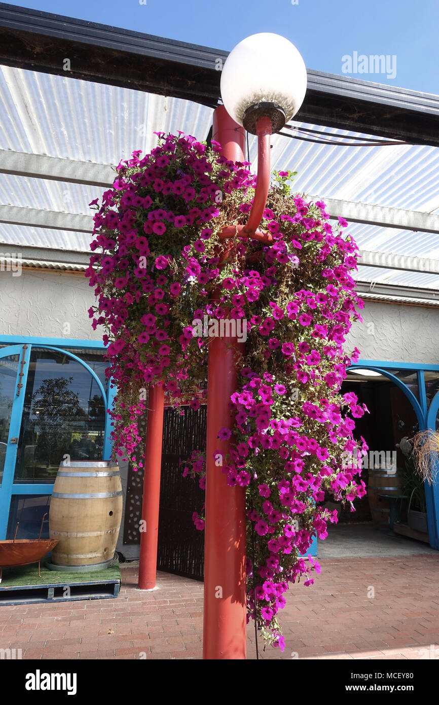 Hängende pink petunia Blumen in einem Korb in Melbourne, Australien Stockfoto