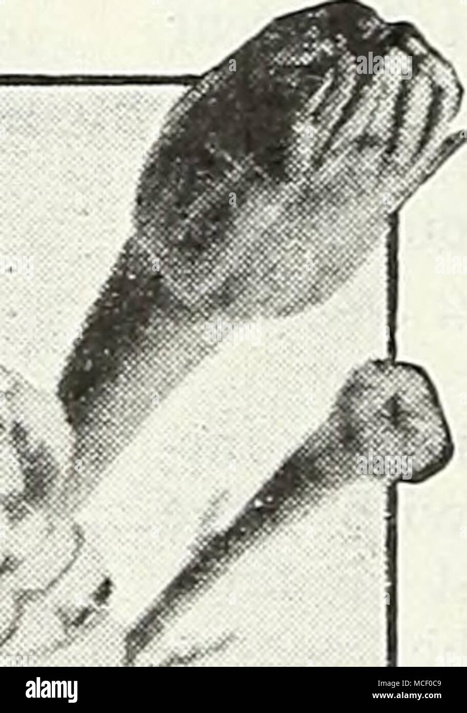 . Chrysanthemum-Flowered Ringelblume 2919 Dreer spezielle Riese Ringelblume Mischung genießen Sie die schönsten und größten Ringelblumen | Welche komponiert diese besondere Mischung. In einer grosszügigen - die Größe der Pakete angeboten. Pkt. 2 Sc; 4 pkts. Für 7 Sc. Favorite Ringelblumen - TAGETES® Fünf schöne Carnation-Flowered Ringelblumen 2922 Canary Bird. Imposante gut geformte Blüten, 3 bis 4 Zoll über, der eine klare und helle Kanarischen gelbe Farbe. Hat langen Stielen und geruchlos Laub; 2 Füße. Pkt. 15 c; große pkt. 50 c; H oz. 75 C. 2891 Guinea Kalt. Paar neue Blumen sind so populär wie dieses prächtige Große Afrikanische Ringelblume. Die Pflanzen gr Stockfoto