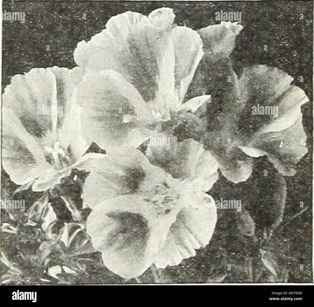 . Godetia - Satin Blume Godetia -^ afjn Blume (A)® 2490 Doppel gemischt. Wo auch die Sommer sind nicht zu heiss und auch nicht zu trocken. Die Pflanzen sind bedeckt mit auffälligen, großen, doppelt, samtartige Blüten in vielen schönen Farben. Blüht von Juni bis August. 2 ft. Pkt. 10 c; große pkt. 30 C. Gomphrena® Kugel Amaranth - Bachelor Taste 2475 Rubra. Auffällige, Klee, pur-pliih rote Blüten fror Juli bis zum Frost getragen. Leicht getrocknet für Ter gewinnen. 18 in. Pkt. 10 c; "Große pkt. 2 Sc. 2478 gemischt. Weiß, Pink, Violett, Orange in der Mischung. Juni bis August 2-i Ft. Pkt. 10 c; große pkt. 2 Sc. Stockfoto