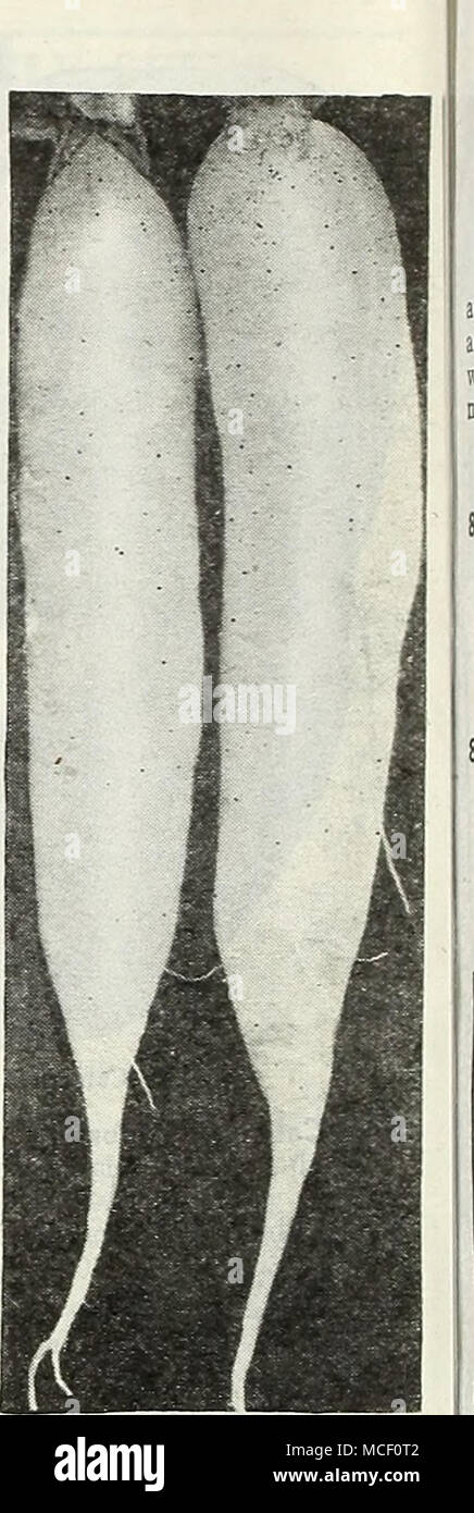 . Weiße Eiszapfen Rhabarber 832 Victoria. Hat große dicke rote Stiele von köstlichen Geschmack. Aussaat im Freien in flachen Bohrer einen Fuß auseinander und Transplantation, wenn ausreichender Größe vier Meter auseinander stehen. Pkt. 10 c; Oz. 50 c; % lb. $ 1.70. 17-703 Victoria Wurzeln. Wir bieten Ihnen starke Sämlinge 1-1^ Zoll im Durchmesser dieses wunderbare Vielfalt. 3 für SSc; 6 für $ 1,00; 12 für $ 1,75; 25 für $ 3,25; 100 für $ 12.00, Prepaid. 17-704 Mac Donald Wurzeln. Eine schöne neue Rhabarber von höchster Qualität und ansprechendes Aussehen. Wir bieten Ihnen starke Nr. 1 Abteilungen, die am besten für die Pflanzen sind. Mac Donald Rhabarber hat Stockfoto