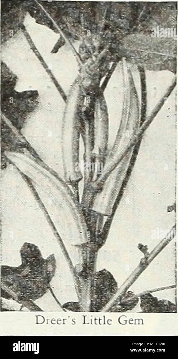 . Okra oder Gumbo Gonibaud, Fr. Gombo, Sp. Ibisco, Ital. Ocker, Ger. Leistungsbeschreibung nach der Boden ist gut erwärmt, in den Zeilen 24 Zoll auseinander; der Same lA Zoll tief. Dünne die Anlagen 6 bis 8 Zoll in der Reihe zu stehen. 1 Pkt. Für 15 ft.; 1 oz. Für 100 Fuß bohren. 560 Dreer ist ein kleines Juwel. 50 Tage. Macht ein Zwerg stämmigen Wachstum und ist sehr produktiv. Die dunkelgrünen Hülsen sind dick, Himmel>', und solide. Pkt. 10 c; Oz. 2 Sc; J4 lb. 70 c; lb. $ 2.10. 563 von Perkin lange Pod. 56 Tage. Tief grün, slen-der, fleischig, Konisch, geriffelt und Pads 7 bis 8 cm lang. Sehr produktiv. Pkt. 10 c; Oz. 25 c; 14 lb. 70 c; lb. S2 Stockfoto