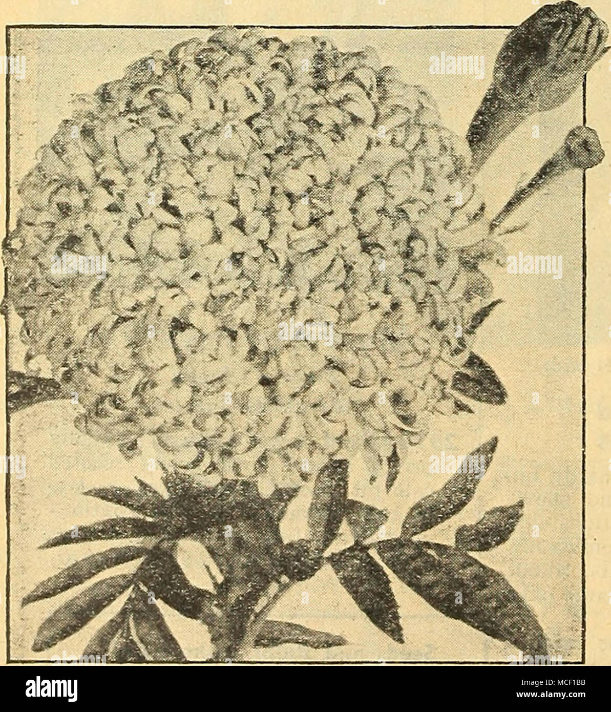 . Favorite Ringelblumen - TAGETES® Vier schöne Carnation-Flowered Ringelblumen 2922 Canary Bird. Imposante gut geformte Blüten, 3 bis 4 Zoll über, der eine klare und helle Kanarischen gelbe Farbe. Hat langen Stielen und geruchlos Laub 2 Füße. Pkt. 15 c; große pkt. 60 c;% oz. $ 1.00. 2891 Guinea Gold. Paar neue Blumen sind so populär wie dieses prächtige Große Afrikanische Ringelblume. Die Pflanzen wachsen 2 bis lyi Fuß hoch und eine Überfülle von gut ertragen - abgerundet mit brillanten goldene orange Blüten. Pkt. 10 c; große pkt. 40 c;% oz. 60 C. 2897 die Farbe Gelb. Extra-großen Blüten eines intensiven Reich reiner Schwefel Yello Stockfoto