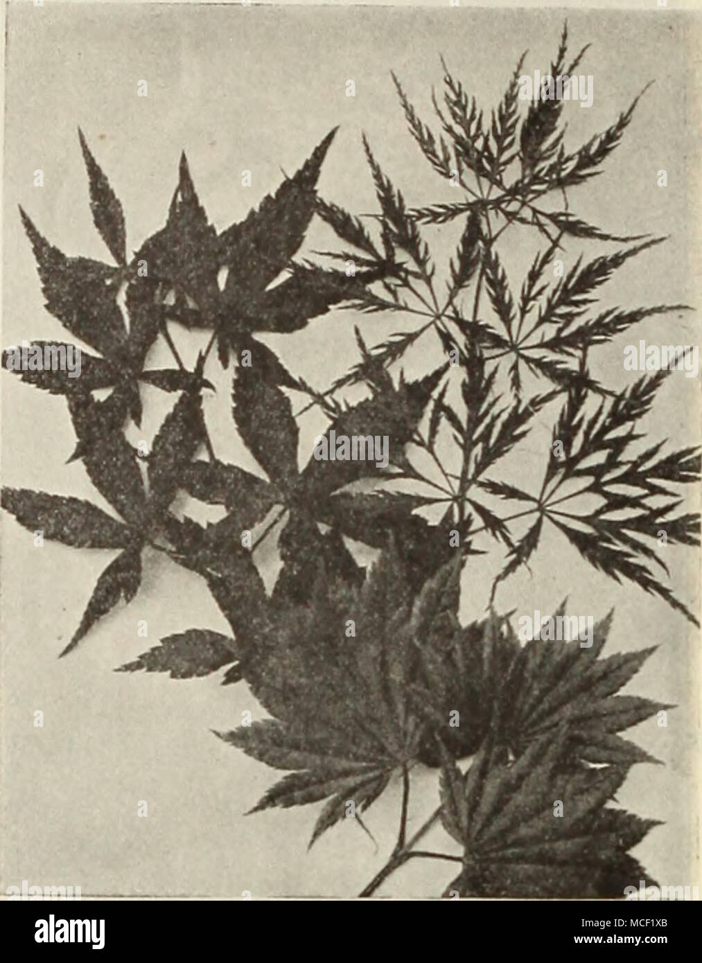 calycanthus plant Calycanthus 'Aphrodite' main image 0