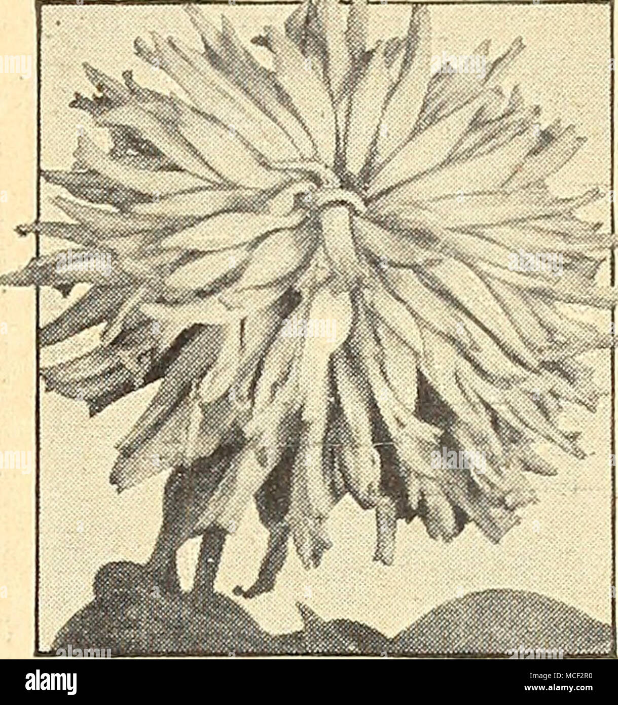 . 4586 Cactus-Flowered Riesen diese neue Belastung der Zinnien präsentiert eine Vielzahl von wunderschönen Farben. Die zierlichen Blüten mit langen, gewellten und spitzen Blütenblätter ähneln denen des Night-Flowering Kaktus. Jede Blume ist über 4 cm lang und fast 2 Zoll tief. Pkt. ISc; große pkt. 7 Sc; Ya oz. $ 1.25. Neuen riesigen Dahlia-Flowered Zinnia 4539 Will Rogers freudige bright Scarlet Rot Blumen ausgiebig auf robuste Pflanzen 3 Fuß hoch getragen. Die große, voll mit Blumen sind ein liv-ing Denkmal für einen großen Amerikanischen char-acter. Pkt. ISc; große pkt. 40 c; Y oz. 60 C. Stockfoto