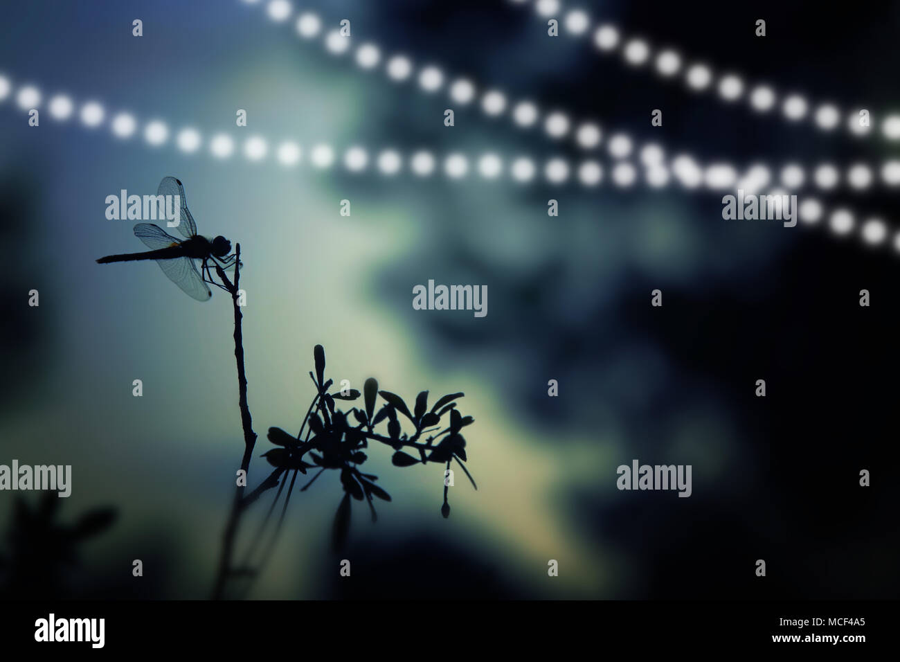 Abstrakte und magische Bild von Dragonfly Silhouette und Firefly fliegen in der Nacht den Wald. Märchen Konzept Stockfoto