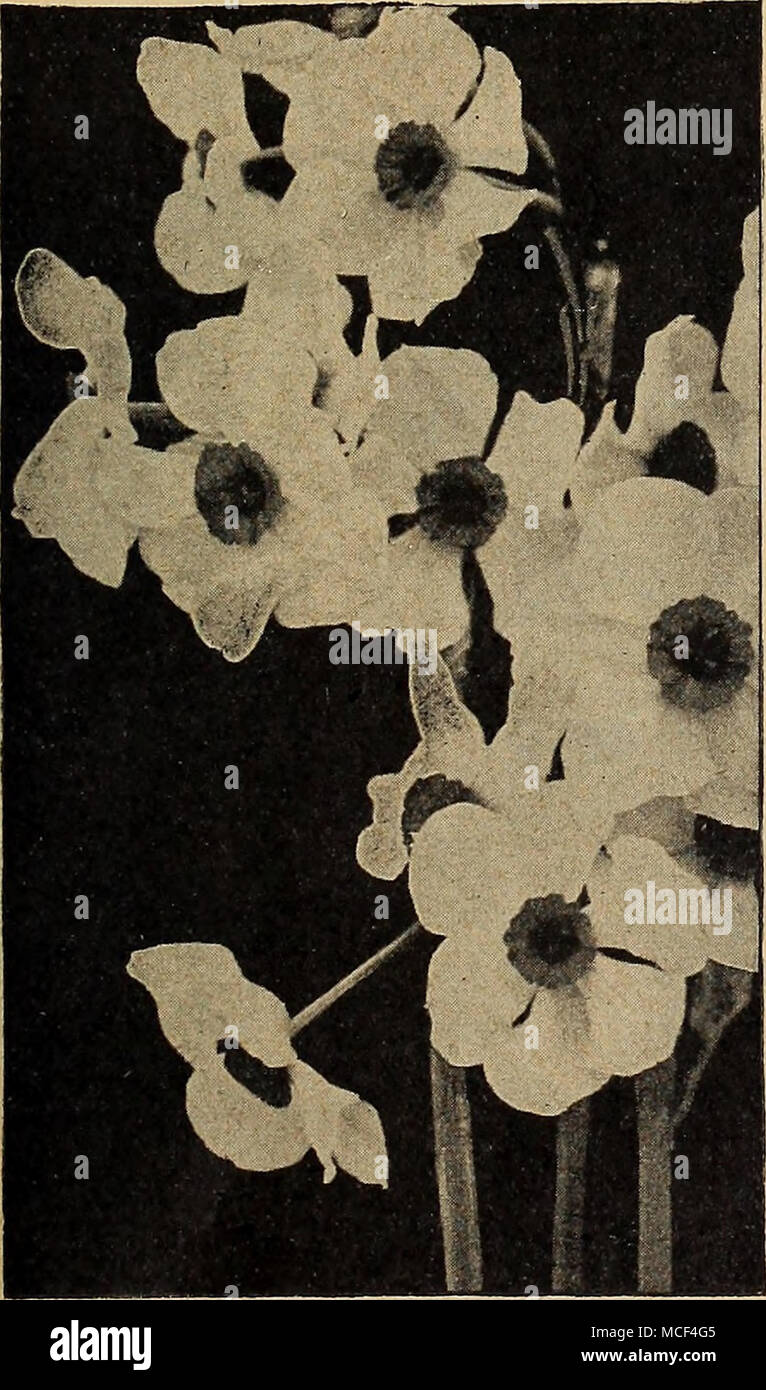 . Narcissus poeticus Poetaz Ornatus. Blumen mehr symmetrische als die alten Poeti-cus, und blüht fast einen Monat früher, Blumen, große, rein weiße, Tasse breitrandig mit Purpur und duftenden als Typ. Extra große Zwiebeln, 60 cts. pro Doz. ; 4,50 $ pro 100; $ 40,00 pro 1000. POETAZ ODER CLUSTER-blühenden Narzissen das Ergebnis einer Kreuzung zwischen der Poeticus und die Primel Arten, vor allem der ehemaligen partaking in der Größe und Form der einzelnen Blüten. In der Art und Weise ihrer Blüten, die in Büscheln und in extremen reichblühend Qualitäten besitzen Sie alle Vorzüge des Polyanthu Stockfoto