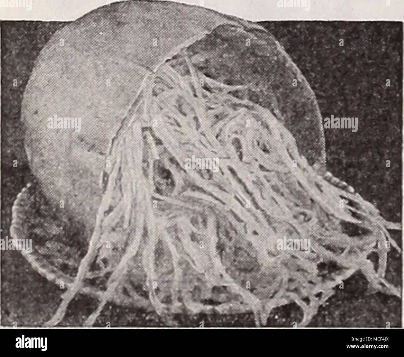 . 880 Gemüse Spaghetti eine sehr ungewöhnliche vining Squash mit cremig weiße Früchte etwa 8 Zoll lang und 4 bis 5 cm dick. Wenn sie reif kochen für ca. 30 Minuten, nicht mehr. Schneiden Sie das Center Core und würzen Sie das Fleisch, das erscheint als Fest aufgerollte Spa ghetti - wie Threads oder Strings entfernen, mit Salz und Butter. Pkt. 15 c; Oz. 30 c;;;;;;;; lb. 85 C. Rhabarber Sunflower 832 Victoria. Hat große dicke rote Mammut. Produziert große Köpfe Halme von köstlichen Geschmack. Aussaat im Freien in flachen Bohrer einen Fuß auseinander und Transplantation, wenn von ausreichender Größe, vier Meter auseinander stehen. Pkt. 10 c Stockfoto