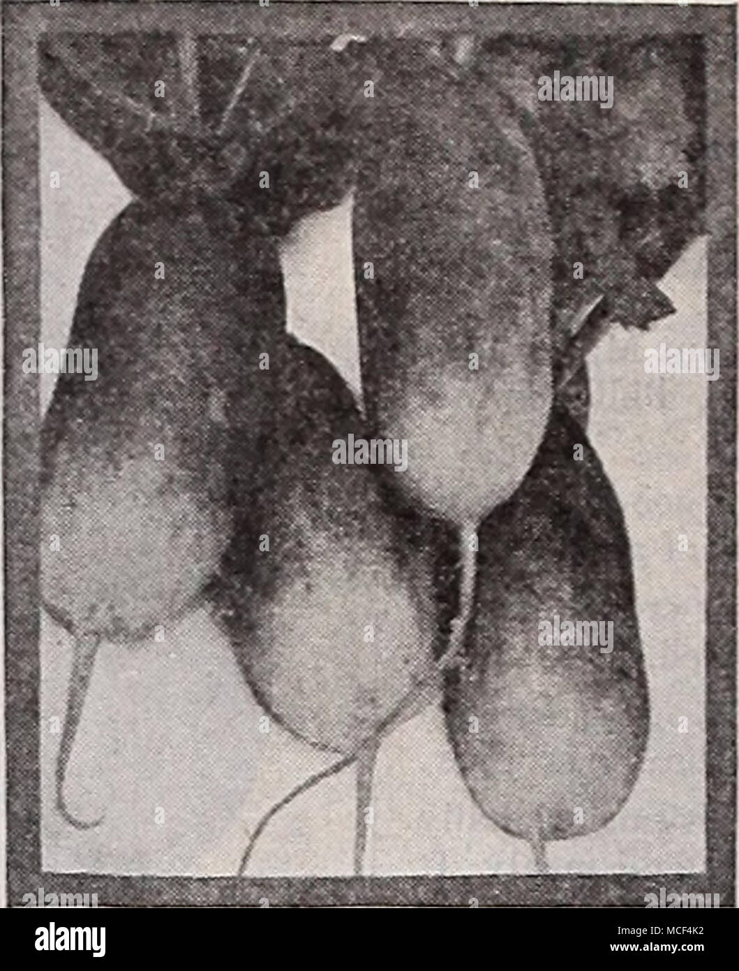 . Französisches Frühstück Icicle Radieschen Radieschen 768 Beckert des Chartier. Ein tiefes purpur Sortieren, 7 bis 8 cm lang, Schattierungen in einem klar Weiß an der Spitze. Pkt. 10 c; Oz. 15 c; ilb. 35 c; lb. Sl.OO. 785 Icicle Dies ist eine außergewöhnlich feine Rettich bilden Wurzeln ungefähr 5 Zoll lang und J eines Zoll im Durchmesser. Reifen sie früher als alle anderen langen weißen Rettich. Die i3-esh ist reines Weiß, fast trans-parent, und sehr weich ist. Pkt. 10 c; Oz. 15 c; ich Lb. 35 c; lb. $ 1.00. 822 weißen Strasburg. Wächst ungefähr 5 Zoll lang und die Maßnahmen 2 bis 3 Zoll im Durchmesser an der Schulter. Bleibt fest und spröde länger als die meisten ot Stockfoto