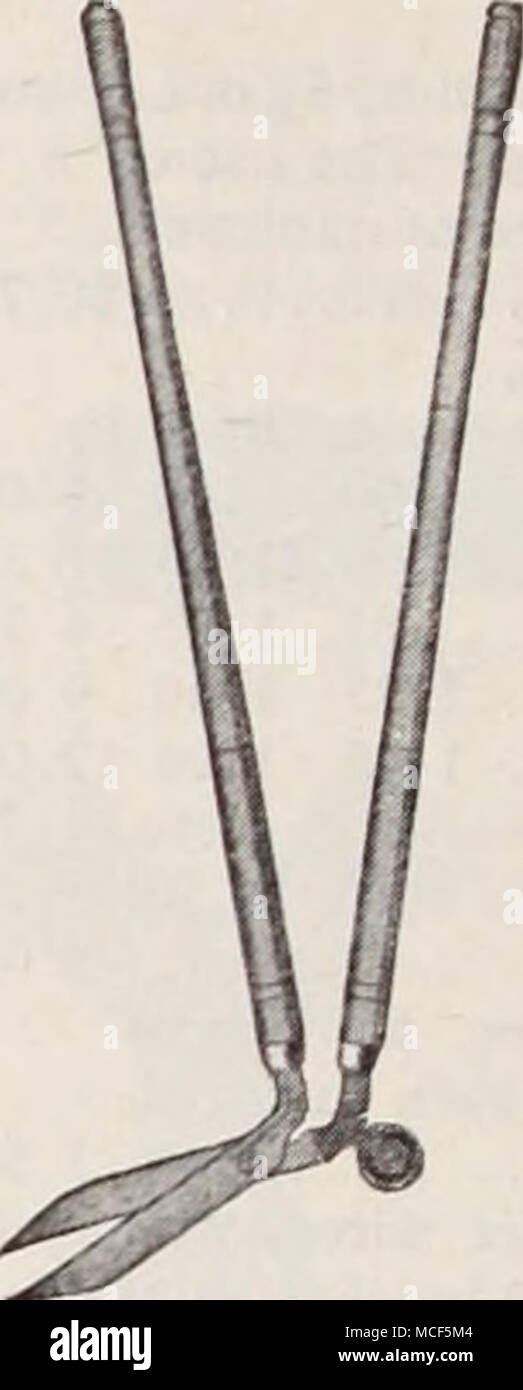 . Grenze Schere/PHnMLPHlAE Scheren, Grenze, für die overhanginl Gras entlang spazieren und den angrenzenden thl Garten, ohne Rad, Amerikanische, 9 inctl $ 3,25; 10 Zoll, 3,50 $; importiert, 9 inchl $ 6,00; 10 Zoll 6 $ 5 (1 Grenze Scheren, mit Rad, Amerikanische, 9 Zoll, $ 3,50; 10 Zoll 4,00 $; importiert, 9 Zoll, $ 6,25; 10 Zoll, $ 6.75. Rasen Scheren, mit zwei Rädern, Blades liegen flach auf dem Boden, für unter Bäume und Zäune, 9 Zoll, Amerikanische, $ 3,50; importiert, $ 6,00. Stockfoto