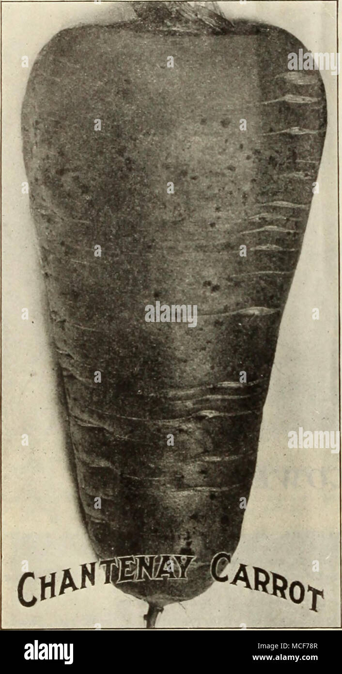 . CHANTENAY halb-langen. Die Hälfte lang, mit glatten orange-rote Haut und Crisp Zartes Fleisch. Die Wurzel ist weit oben, leicht spitz nach unten und ist für den Einsatz in einem frühen Jahreszeit passen. Oz, 10 cts.; Yi lb, 30 Eta.; lb., $ 1,00; 10 lbs., $ 9,50. DANVEn IST SCHON LANGE ORANGE. Eine reiche orange-rote Sorte, glatt und schön. Tops sind mittelgroß und Grob unterteilt. Die Wurzeln zu einem stumpfen Spitze, und das Fruchtfleisch ist süß, knackig und zart. Obwohl die Wurzeln dieser Sorte kürzer werden, es bringt mehr an den Morgen als die größeren Sorten. Oz, 10 cts.; % lb, 30 cts.; lb., $ 1,00; 10 lbs., $ 9. Stockfoto