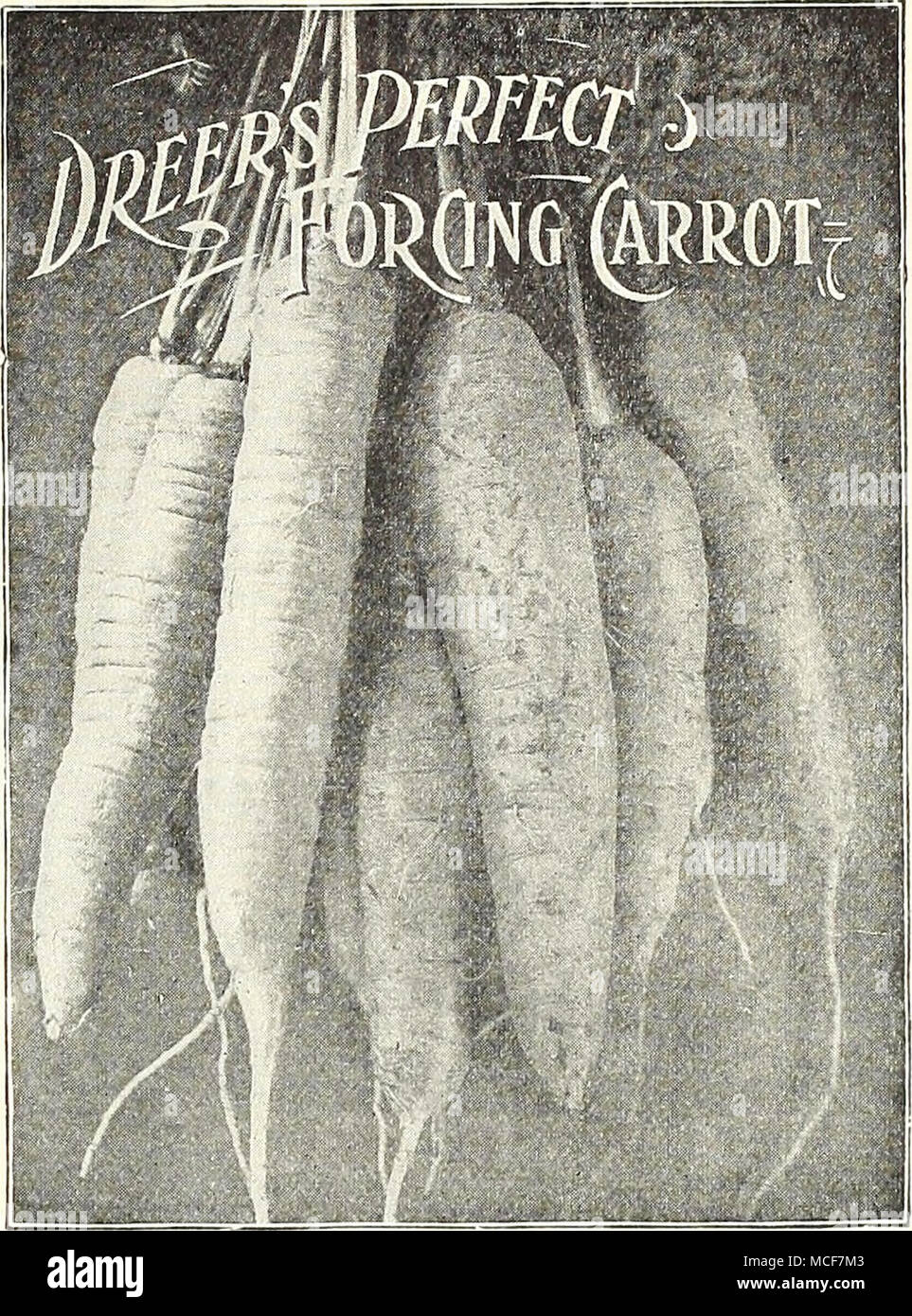 . HJ^^^^^^^^^^ K ^^P ' " ':'. ^H 11 WGrA ^ pT1^^H^&lt;-:- CHANTENAY halb-langen. (Siehe .) die Hälfte lang, mit glatten orange-rote Haut und Crisp Zartes Fleisch. Die Wurzel ist weit oben, leicht spitz nach unten und ist für den Einsatz in einem frühen Jahreszeit passen. Oz, 10 cts.; Vi lb, 30 cts.; lb., $ 1,00. DANVER IST SCHON LANGE ORANGE. Eine reiche orange-rote Sorte, glatt und schön. Tops sind mittelgroß und Grob unterteilt. Die Wurzeln zu einem stumpfen Spitze, und das Fruchtfleisch ist süß, knackig und zart. Obwohl die Wurzeln dieser Sorte kürzer werden, es bringt mehr an den Morgen als die größeren Sorten. Oz.. Stockfoto
