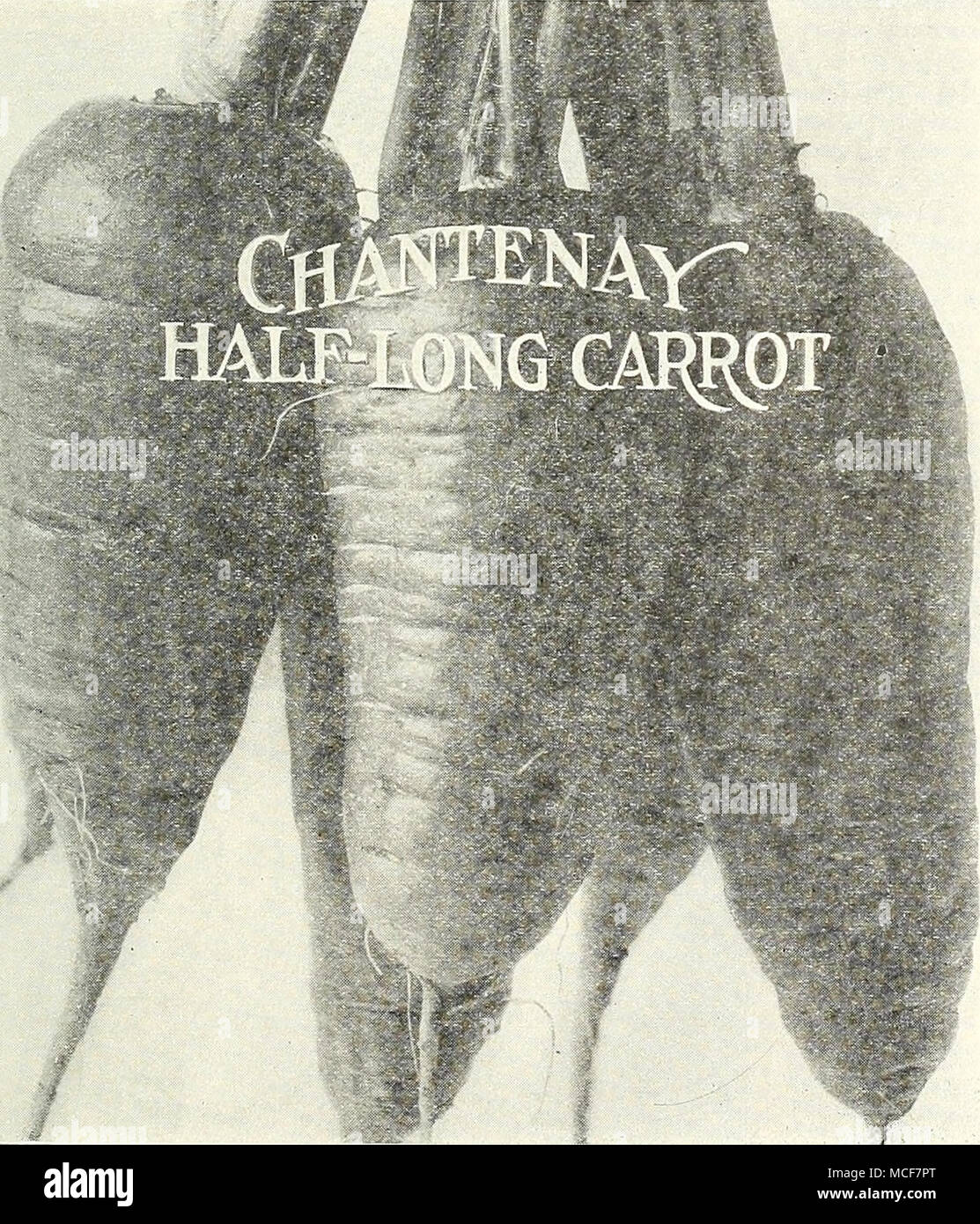 . Chantenay Half-Loug. ^ Scc cm.) Hälfte 1. ich, g, mit glatten orange-rote Haut und Crisp Zartes Fleisch. Die Wurzel ist weit oben, leicht spitz Tom bot - und ist für den Einsatz in einem frühen Jahreszeit passen. Oz, 10 cts.;]^lb, 30 cts.; lb,^l. oo. Half-Long Danver's Orange. Eine reiche orange-rote Sorte, glatt und schön. Tops sind mittelgroß und Grob unterteilt. Die Wurzeln zu einem stumpfen Spitze, und das Fruchtfleisch ist süß, knackig und zart. Obwohl die Wurzeln dieser Sorte kürzer werden, es bringt mehr an den Morgen als die größeren Sorten. Oz, 10 cts.;^lb, 30 cts.; lb, $ 1,00. Verbesserte Rubi Stockfoto