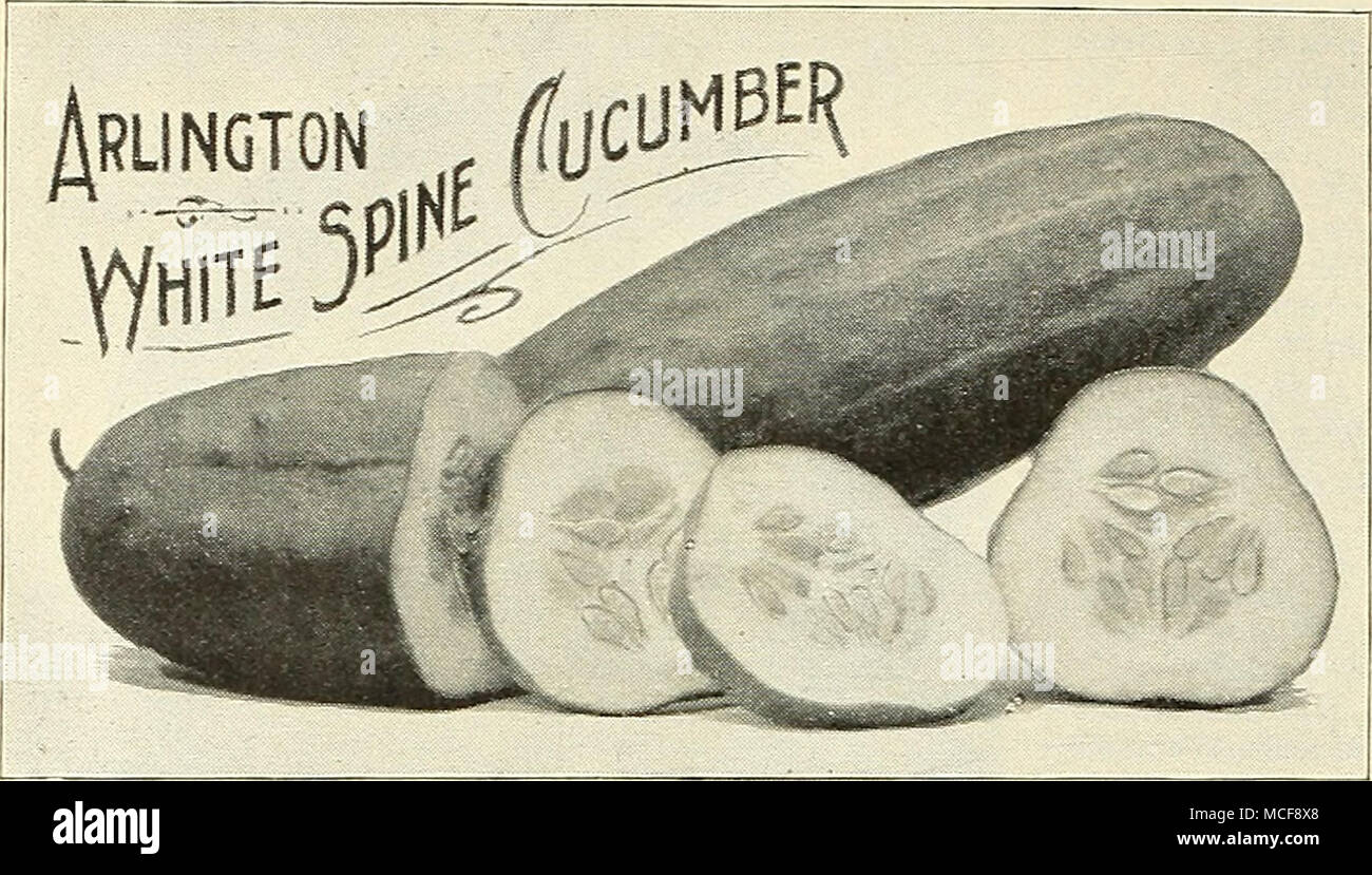 . Verbesserte Arlington weiße Wirbelsäule. {Siehe Rut.) Einen herrlichen Belastung der weißen Rücken die durch sorgfältige Auswahl verbessert wurde, für das Zwingen m hot Häuser und Frames. Oz, 25 cts. ;}{Lb, 70 cts. ; Lbs., § 2.25. Verbesserte frühen weißen Wirbelsäule. {BenneWs.) Dies ist ein beliebter Sorte mit Gärtner, und produziert feine große Gurken. Die Rebe ist eine starke Anbauer und sehr pro-ductive. Oz, 15 cts.;'^ lb.. 55 cts.; lb, | 2. oo. Frühe Rahmen, oder Kurz, Grün. Exzellent für Tabelle verwenden oder Beizen. Oz, 15 cts; % lb, 45 cts.; lb., $ 1.60. Frühe russische. Eine der frühesten; die Frucht ist klein und Pr Stockfoto