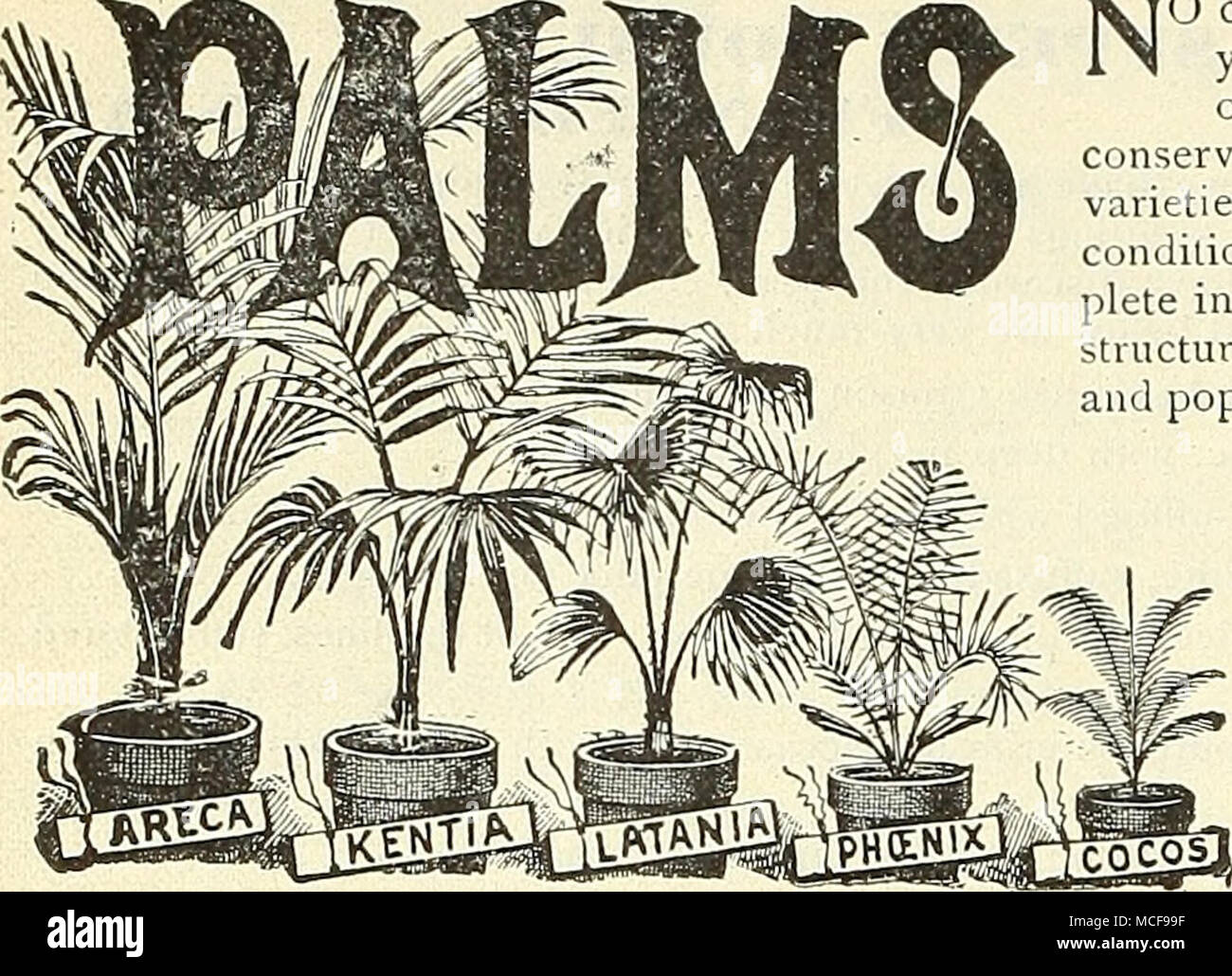 . Acanthophoenix Crinita. Eine interessante Palm, mit gefiederten Blätter, die ein dunkles Grün oben und silbernen (unter; die Stiele und Kofferraum sind dicht bedeckt mit kurzen, braunen Borsten und Stacheln. Gute thrifty Pflanzen in 3^^"-Töpfe, 12 Zoll hoch. SI.50. Areca L, utescens. Eine der anmutigsten und schöne Palmen in Anbau; das Laub ist hell, glänzend - Grün, mit reichen gold-gelben Stängel. Keine Sammlung von Pflanzen ist vollständig ohne Palmen. Ihre kühne, majestätische und doch anmutige Blattwerk verleiht eine Pracht und Herrlichkeit, die nicht durch eine andere Klasse von Pflanzen gewonnen werden. Stockfoto