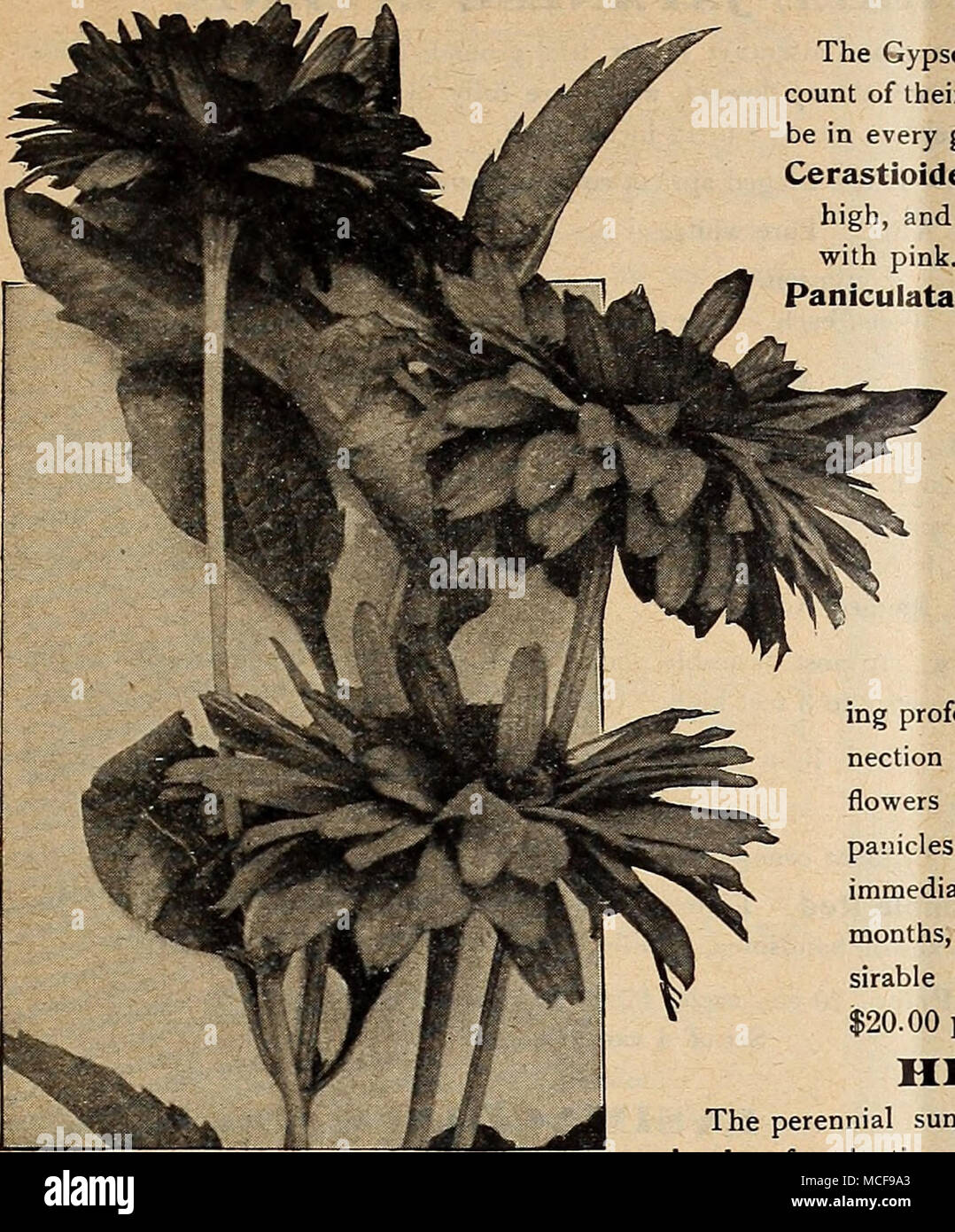 . Hbliopsis Scabka Zinni^ flora GEUM (Aven"). Coccineum. Schöne Rabattenpflanze, wachsende ca. 15 Zoll hoch, und das Produzieren von auffälligen, briUiant scharlachrote Blüten von Mai bis Juli, 25 cts. Jedes; $ 2,50 pro Doz. GIL, L< E!NIA (Bowman's Root). Dreiblättrige. Eine stark wachsende Staude; bewundernswert für die Grenzregionen oder für die Verwendung in Verbindung mit Sträuchern, mit stattlichen dreiblättriges Laub und zahlreichen weißen Blüten, getönt mit rosa; Juli; 3 Füße. 25 cts. Jedes; $ 2,50 pro Doz. ORXAMENXAI. Gräser. Arrhenatherum bulbosum celzam. Eine hübsche Zwerg getuftete Gras, Blätter grün und weiß; 6 bis 8 Zoll. 25 cts. Jedes; $ 2,5 Stockfoto