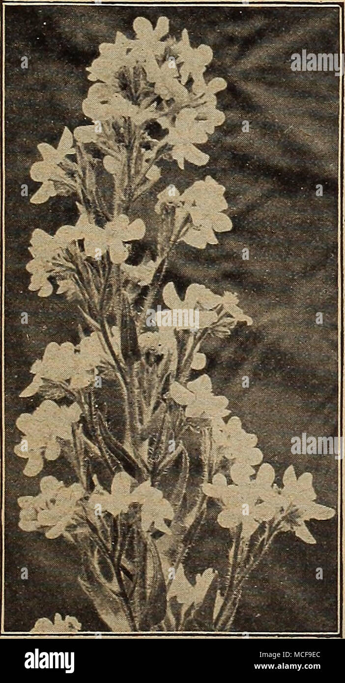 . Anchusa Italica. Dropmore Vielzahl ANCHUSA ITA] L, ICA (Italienische Alkanet oder Bugloss). Die reichen blauen Tönen ihrer Blüten füllen eine Vakanz in dieser Farbe, von denen es ist nie ein "Übermaß, insbesondere während ihrer Blütezeit, das die Monate Mai und Juni behandelt. Sie bilden viel verzweigte Proben 3 bis 5 Fuß hoch, jeder Zweig von einem großen, pyramidenförmigen, anmutige spike Blau Blumen beendet, und während die Gewohnheit der Anlage ist stark und kräftig Es ist nicht grob. Der einfache Kultur in jedem guten Gartenboden und eine sonnige Position. Dropmore Vielfalt. Reich Enzian blau. | Opal. Ein s Stockfoto