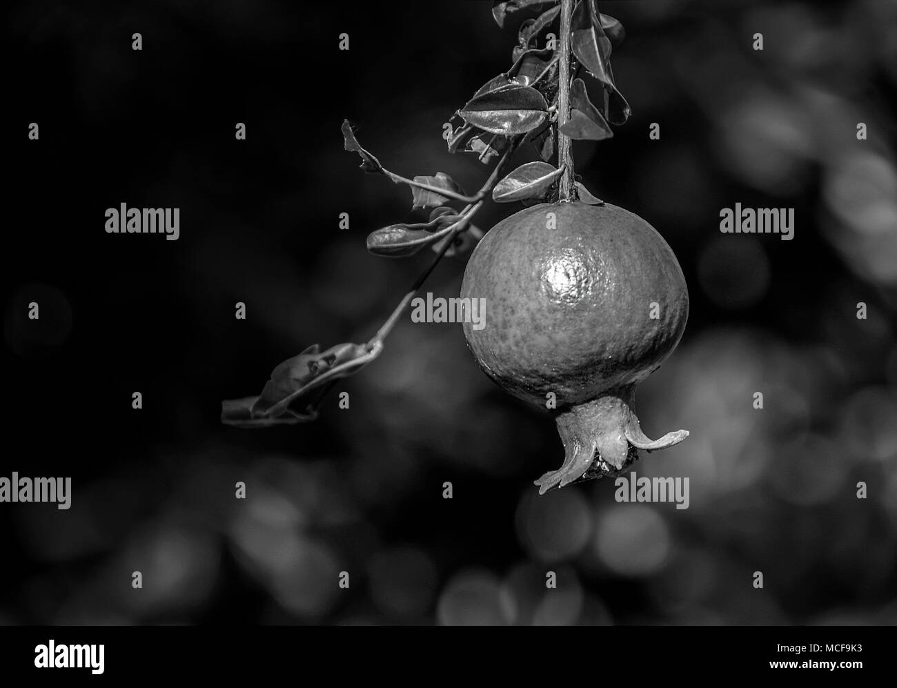 Unreife grüne Granatapfel Obst. Schwarzweiß-Foto, verschwommenen Hintergrund. Stockfoto