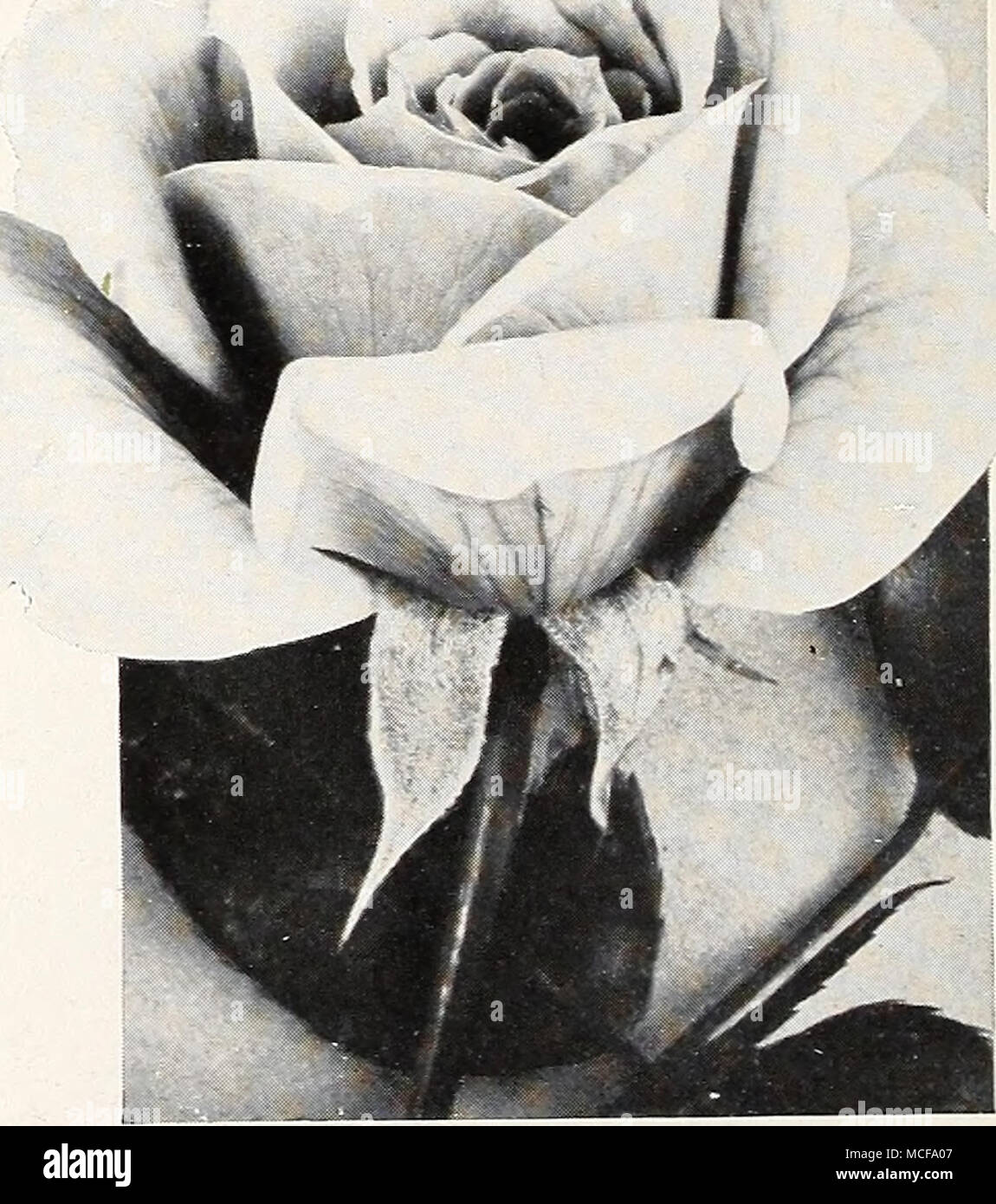 . HybridTea Rose, Frau Aaron Ward Preis. Eine der oben genannten, es