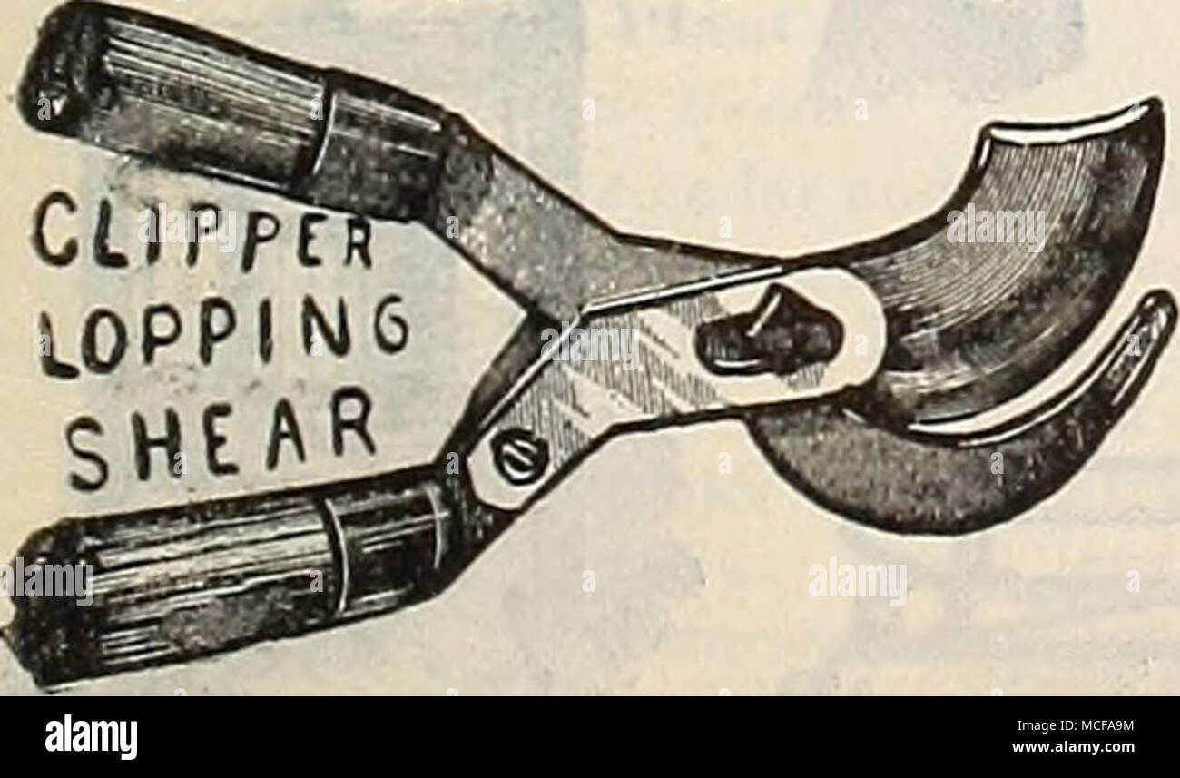 . Root Fräser $ 12 00 rustikale Stühle, $ 3,00;. Sofas 4 50 Sägen, Pinning, 14 in., 65 cts., 16 in., 75 cts.; 18., 90 cts., 20 in., § 1.10; 24 in.. 1 25 "I. iglitning, Double edge 65 Schere. Blüte und Frucht Zöllner.-^, 25 und "Trauben ausdünnen, importierte, 6 in., 90 cts.; 7., $ 1,00; 8 in 1 "Blume - Sammeln, importierte, kleine, 90 cts.; Medium, $ 1,00; große.. "Bow", Beschneiden, 4 in., 75 cts.; 5., $ 1,00; 6 in., $ 1,25; 7 in 1 Sensen. Englischer Rasen, genietet, zurück, 30 und 34 in., SI. 00; 36 in., | 1,15; 38 in "American, Best of Steel" amerikanischen Bürste Scythe Steine. Da Stockfoto