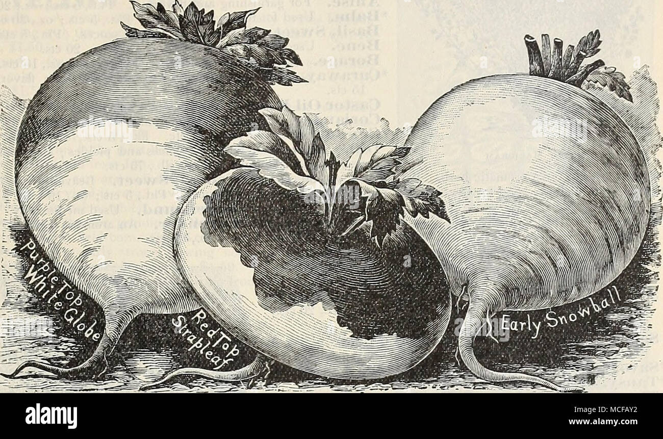. Sieckritbe^ Ger. Navei, Fr. Ein "Abo Comun, Sp. Für die frühe Verwendung, Leistungsbeschreibung, sobald der Boden öffnet im Frühling, im Bohrer von 12 bis 15 Zentimetern; Thin Out auf 6 oder 9 Zoll Zeilen. Für eine Nachfolge, weiterhin alle zwei Wochen bis Juni zu säen; für einen Herbst und Winter Ernte, Aussaat im Juli und August. Ruta Bagas sind für die Fütterung lieferbar angebaut, und die sind auch hervorragend für die Tabelle. Nehmen Sie die Wurzeln im November, oder vor Frost; schneiden Sie die Oberseiten ein Zoll der Krone, Speichern in einem kühlen Keller oder Grube oder stapeln sich in eine konische Form, aus Türen, trockener Boden; Abdeckung sorgfältig mit langem Stroh- und b Stockfoto