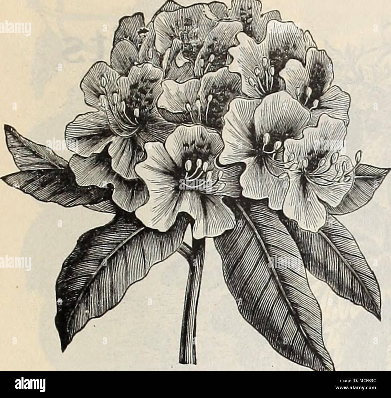 . Rhododendron. Wahl HARDY STRÄUCHER - fortgesetzt. Magnolia Conspicua. Feine starke Ebenen dieses schöne weiße Sorte. . Si'. OO. Magnolia soulangeana. Cremig Weiß und Lila, sehr stark. $ 2,00. Magnolia Purpurea. Lila Rudergeräten. 50 cts. Jedes. Mock Orange. (Thiladelphui grandijlorus). Auffällige, duftende, großen Blüten, reines Weiß. - Doppelte Blüte [Phi adelphus Fl. PI.) Große, duftende, doppelt, reine und Blumen. Dreiblättriges Orange. Dies ist die Hardy der orange Family, und werden unsere nördlichen Klima mit wenig oder keinen Schutz stehen. Es ist Zwerg, der eine niedrige, Strauchigen Wachstum, mit b Stockfoto