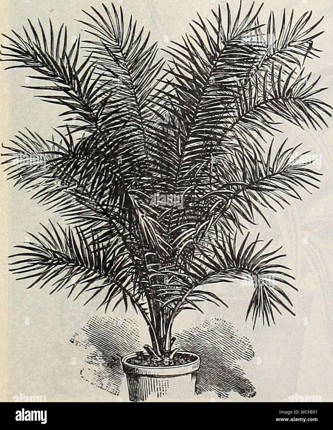 . L'HCENIX Canariensis PH (ENIX RUPICOEA. Dies ist eines der anmutigsten unter den kleineren Palmen, mit breiter Risikostreuung wölben gefiederten Blättern, breit Lanze - in Umrissen geformt, mit langen, schmalen Außenohren, desto geringer ist die schrittweise zu Stacheln reduziert wird. Gute, starke junge Pflanzen, in 4-Zoll Töpfe, 50 cts. Jedes; starke Proben, in 6-Zoll Töpfe, 2 Meter hoch, § 2.00 Jedes; 7-Zoll Töpfe, § 2,50 PHCENIX RECLINATA. Eine starke^ wachsende Form der Dattelpalme, dunkelgrün, glänzendes Laub; die meisten wünschenswerten Vielfalt. 4-Zoll-Töpfe, 10 bis .12 Zoll hoch § 50 Eack 5 "15" • - 1 00" 6. Stockfoto