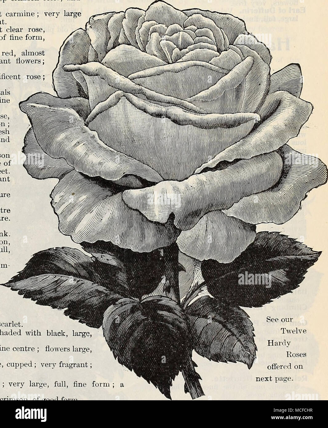 Form; Siehe unsere Zwölf Hardy Rosen angeboten auf der nächsten Seite. Margaret Dickson. Königin der Königinnen. Mit blauen Kanten, groß und voller perfekte Form, eines der besten seiner Farbe Pink. ? Ulrich Brunner. Helle cerise Rot; Blumen groß und voll. ?, Die Vick Caprice. Einer samtig rosa, gestrichelt und geflammt mit weißen und Carmine; sehr deutlich. ? Victor Verdier. Rosy Carmine, einem großen, auffälligen, keine repowering Rose. White Baroness. Reines weiß; eine wunderschöne blühende Pflanze. Xavier Olibo. Samtig schwarz schattiert mit Amaranth, groß und voll. 40 cts. Jedes, § 4,00 pro dtz., 40 set für 810,00 30" "3.00" Stockfoto