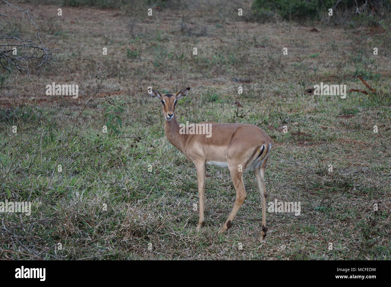 Impala, Hluhluwe Game Reserve Stockfoto