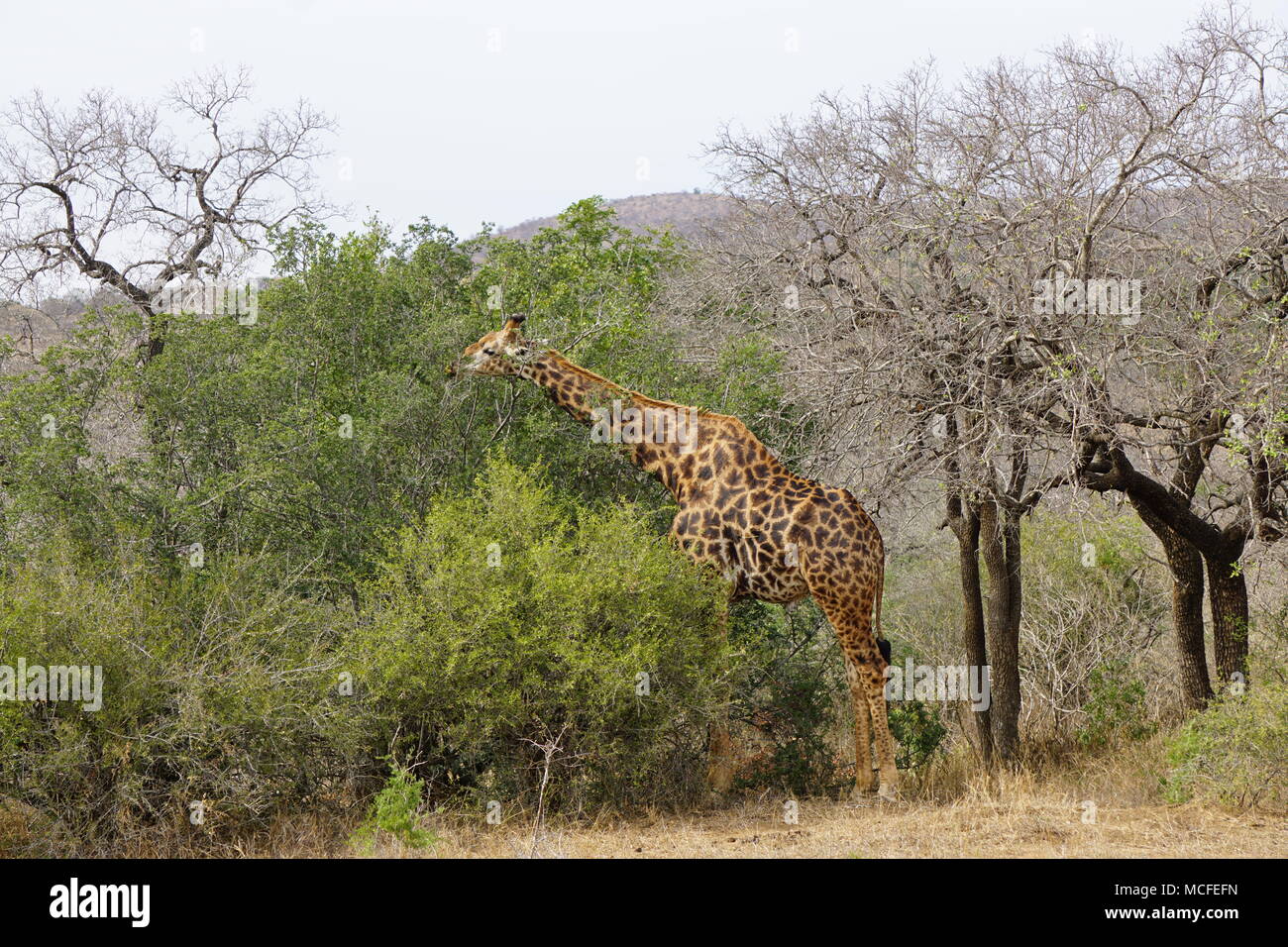 Giraffe Essen, Hluhluwe Game Reserve Stockfoto