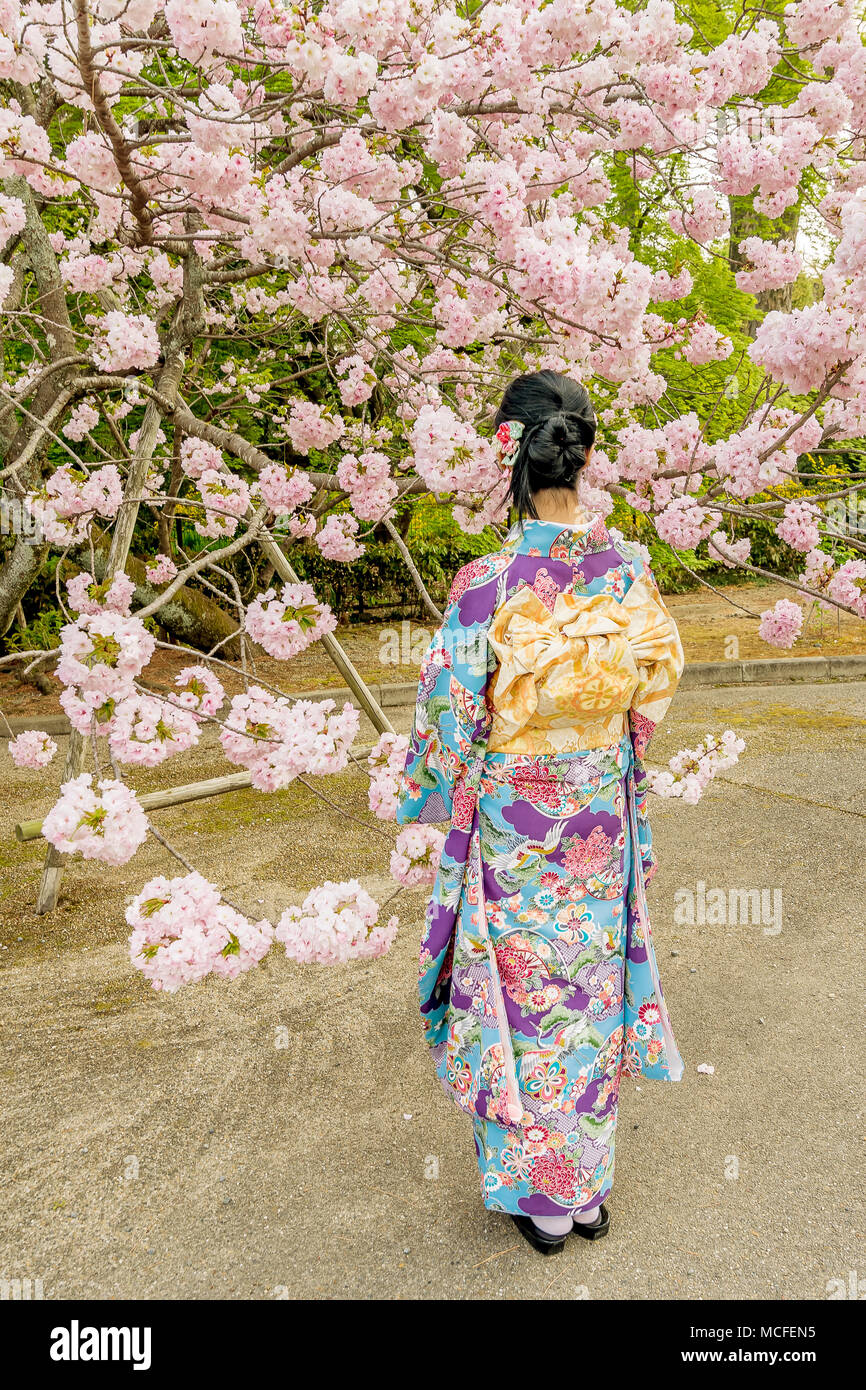 Mädchen gekleidet in traditionellen japanischen Gewand gegen Blooming cherry tree, Kyoto, Japan Stockfoto