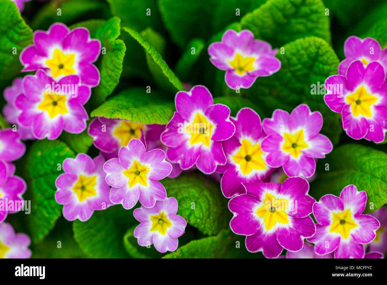 Mehrjährig primrose oder Primula im Frühling Garten. Primeln im Frühjahr.  Die schönen Farben primrose Blumen Garten Stockfotografie - Alamy