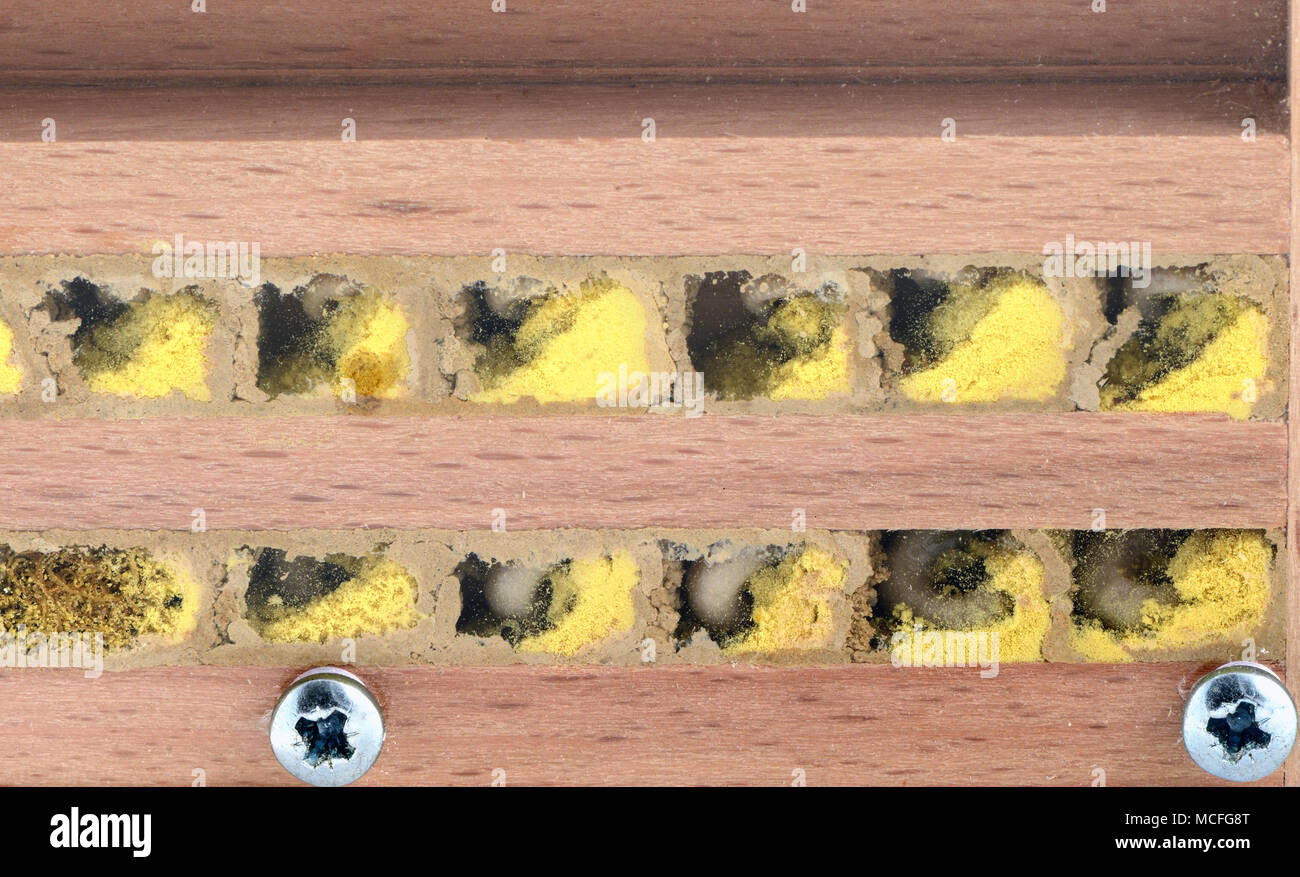 Wilde biene Osmia bicornis Larven in Insekt Hotel. Blick in aa nest Sticks. Stockfoto