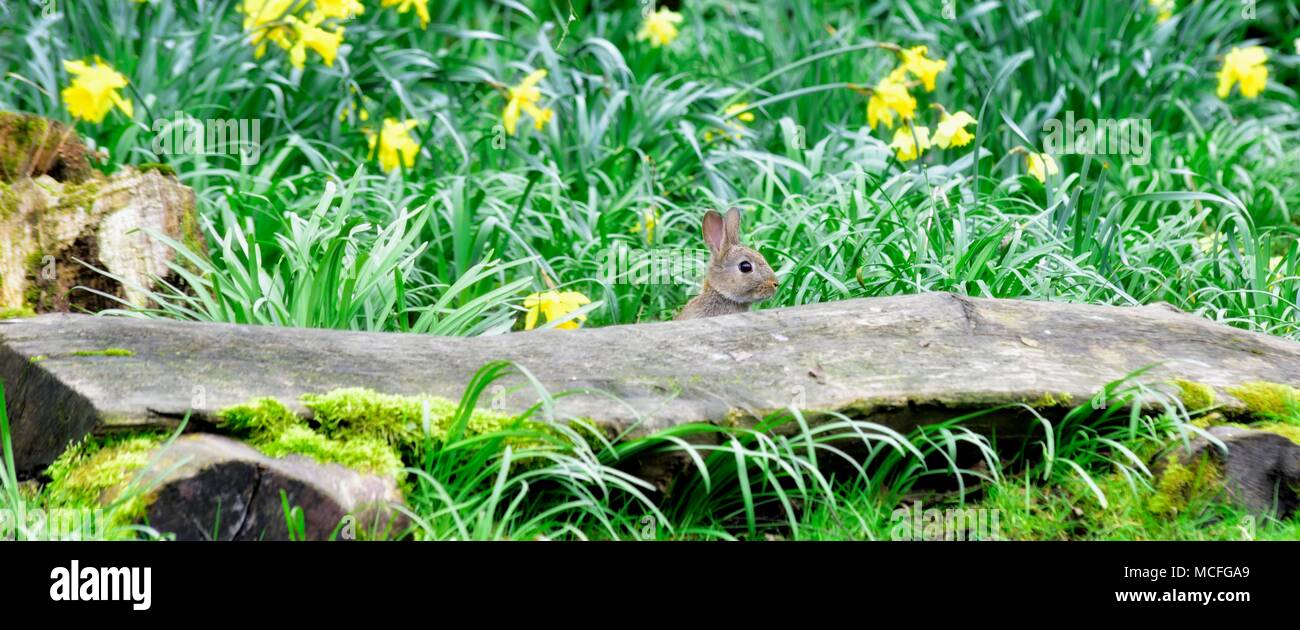 Bunny Kaninchen in ein Feld der Narzissen über ein großes Stück Holz. Stockfoto