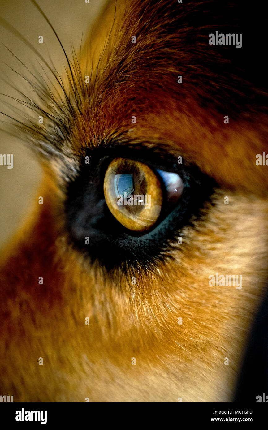 Nahaufnahme eines Auges eines Hundes - Auge des Hundes - Netzhaut des Hundes - tierisches Auge - Eckauge - Auge des Hundes - Netzhaut des Hundes - tierische Netzhaut Stockfoto