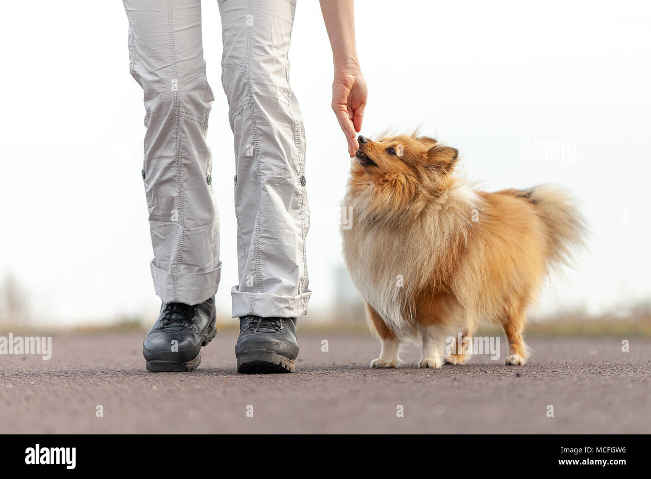 Hundetrainer gibt einen Shetland sheepdog eine Festlichkeit Stockfoto