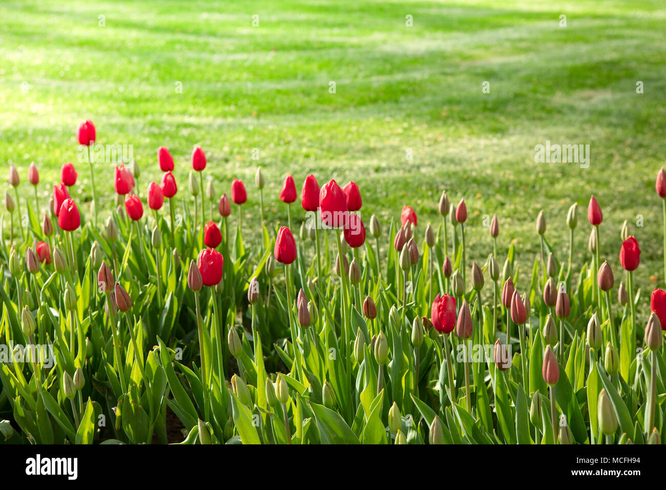 Natur Konzept Der Rosa Tulpen Bluhen Unter Sonneneinstrahlung Im