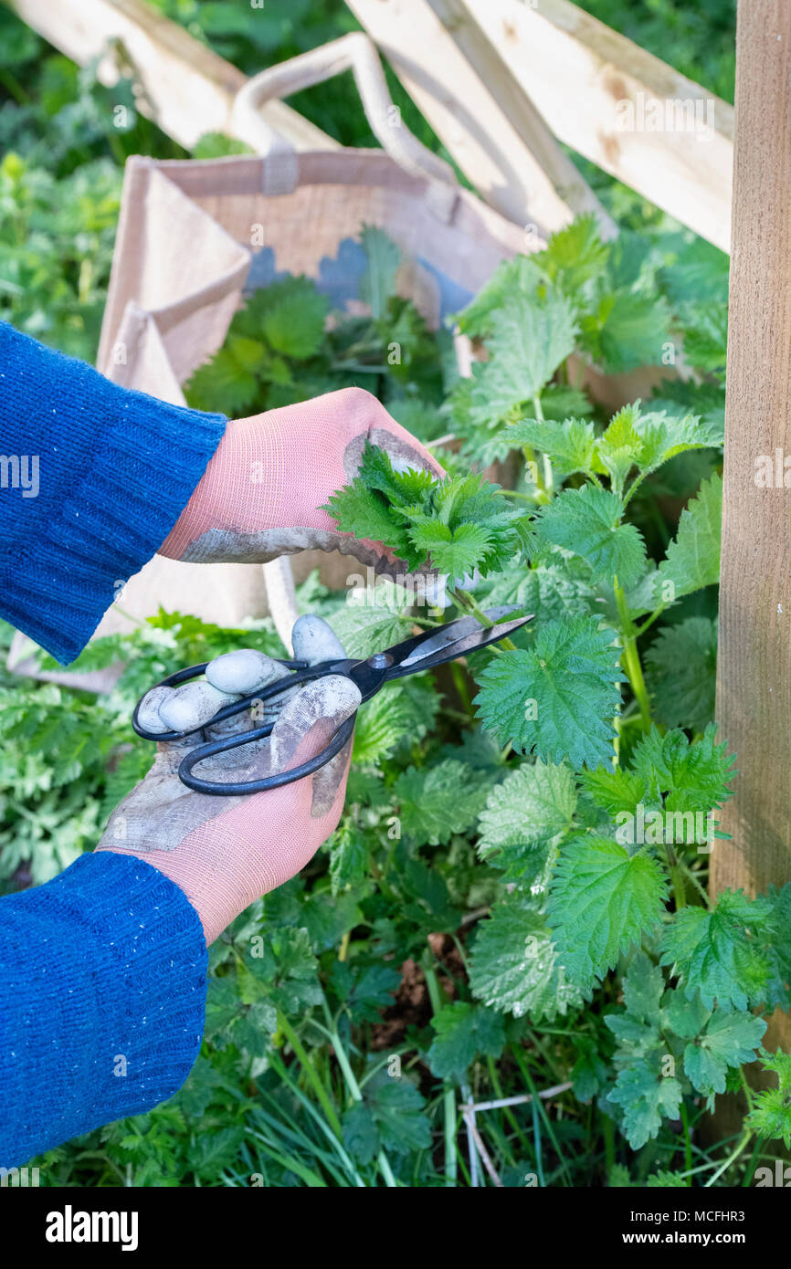 Hat wild Essen. Man schneiden junge Brennnesseln mit Schere im frühen Frühling. Großbritannien Stockfoto