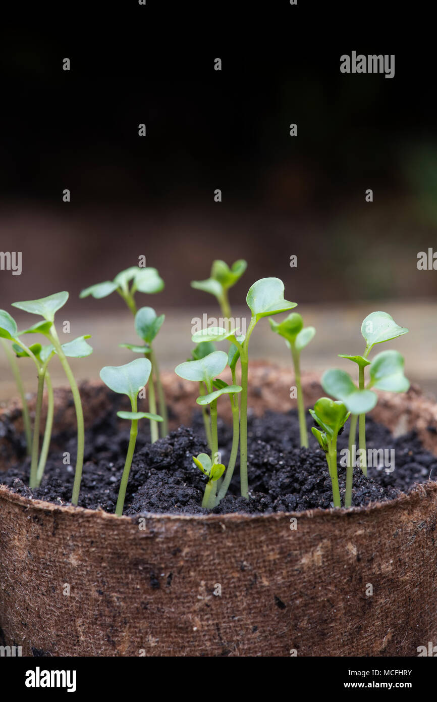 Brassica oleracea acephala. Grünkohl "Nero di Toscana" Sämlinge in Blumentöpfe in einem Gewächshaus. UK. Toskanische Kale/schwarz Kohl Stockfoto