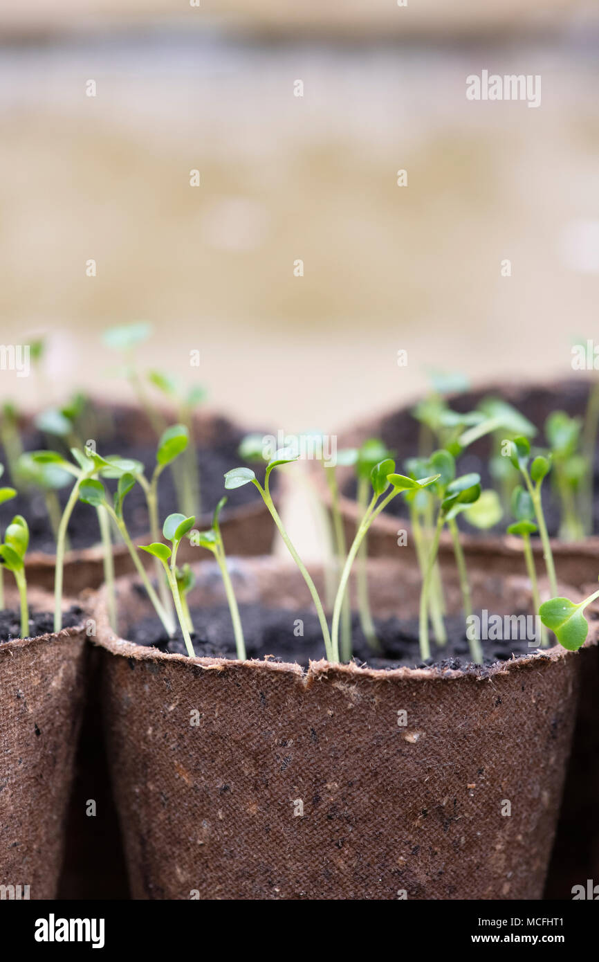 Brassica oleracea acephala. Grünkohl "Nero di Toscana" Sämlinge in Blumentöpfe in einem Gewächshaus. UK. Toskanische Kale/schwarz Kohl Stockfoto