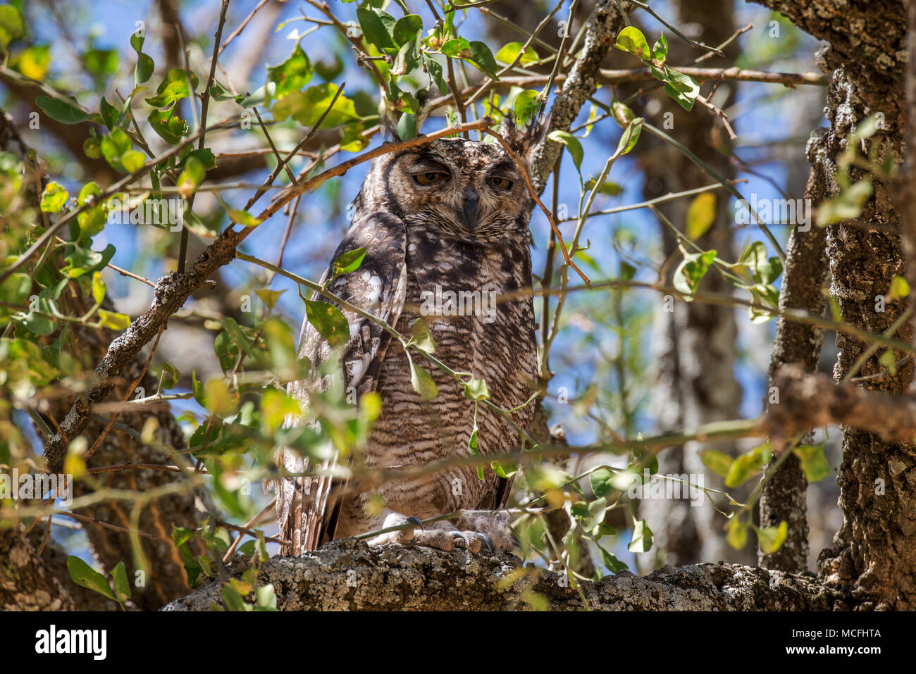 VERREAUX'S EAGLE OWL AKA RIESIGE UHU (BUBO LACTEUS) thront auf Zweig, Serengeti National Park, Tansania Stockfoto