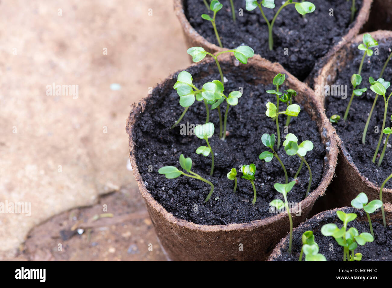 Brassica oleracea acephala. Grünkohl "Nero di Toscana" Sämlinge in Blumentöpfe in einem Gewächshaus. UK. Toskanische Kale/schwarz Kohl Stockfoto