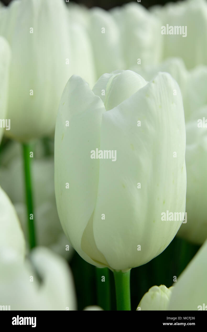 Erstaunliche Natur des weißen Tulpen unter Sonnenlicht in der Mitte des Sommer oder Frühling Landschaft. Natürliche Nahaufnahme der Blüte blühen im Garten Stockfoto