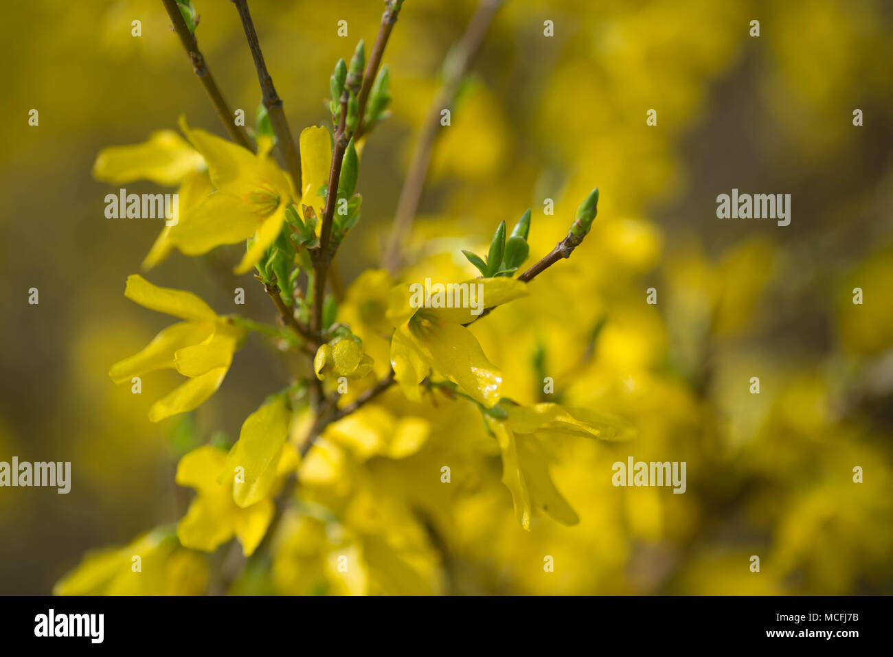 Forsythia Blumen auf Zweig Makro selektiven Fokus Stockfoto
